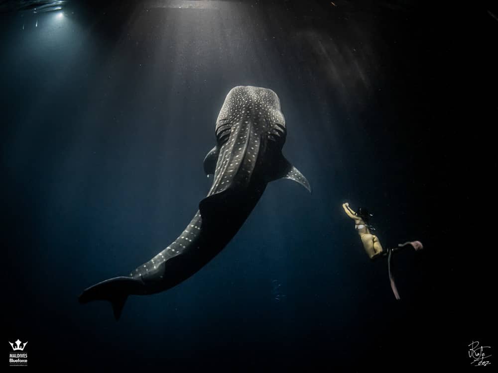 ballena y tiburon es peligroso el tiburon ballena realmente