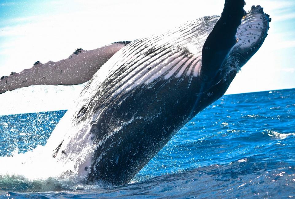 ballenas jorobadas caracteristicas habitat y alimentacion