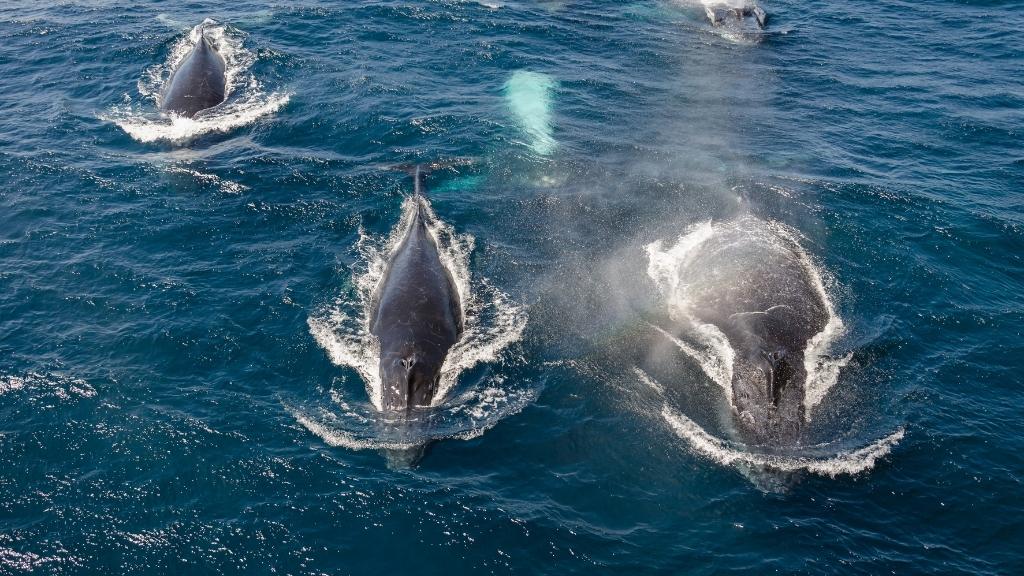 ballenas jorobadas maravillas del oceano y su conservacion