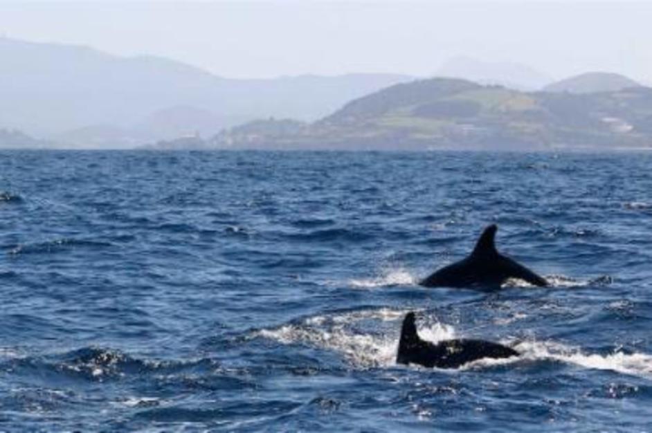 ballenas orcas datos basicos e imprescindibles sobre orcas