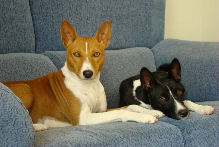 Basenji: Origen, características, cuidados y salud con fotos