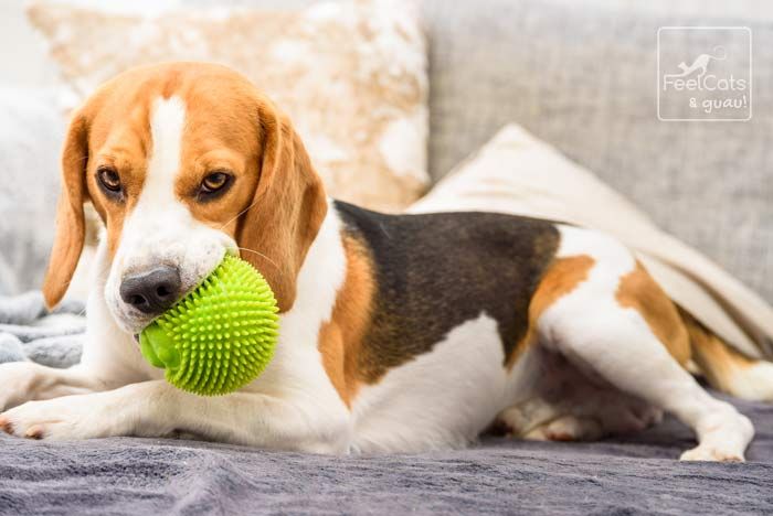 Beagle: Características, carácter y cuidados (con FOTOS)