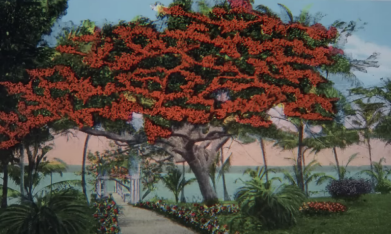 Benditas flores: 17 plantas en peligro de extinción en Perú