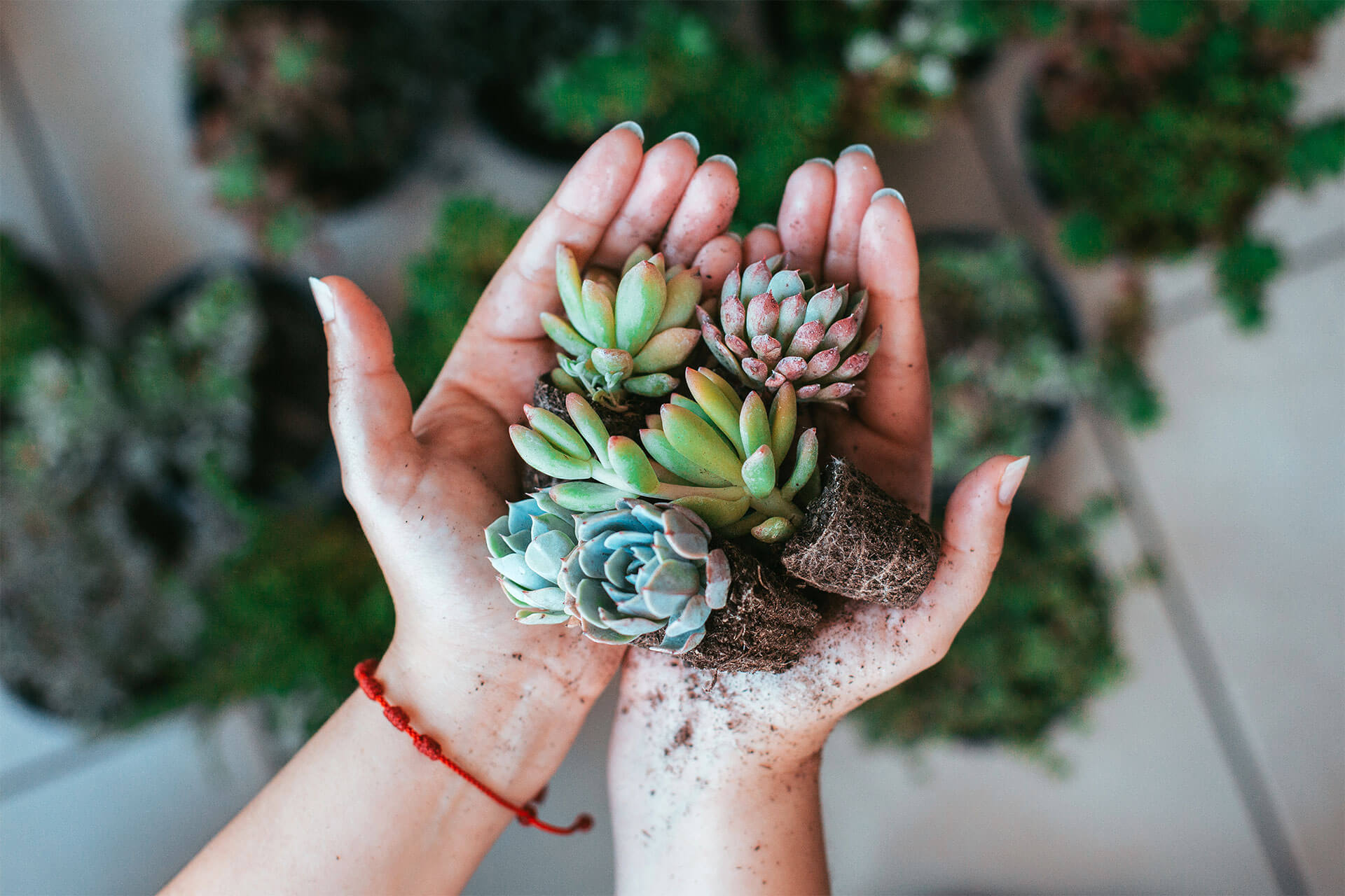 Beneficios de las plantas suculentas en el hogar y la salud