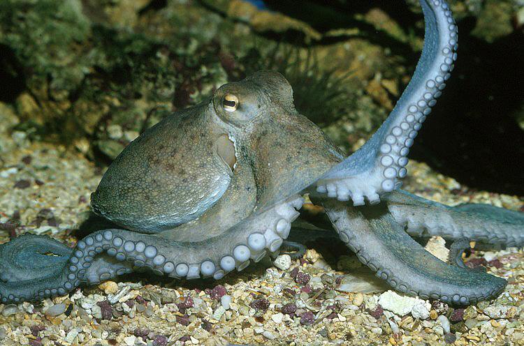 Bentónicos: Ejemplos y Características de Organismos Marinos
