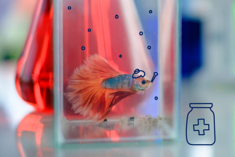 Betta Ich: Las Enfermedades Más Comunes de los Peces Betta