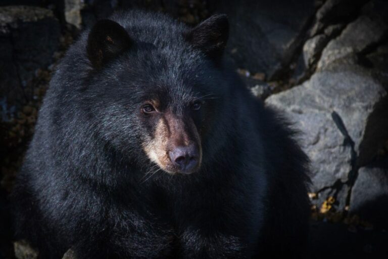 Biodiversidad Mexicana: Animales en Peligro de Extinción