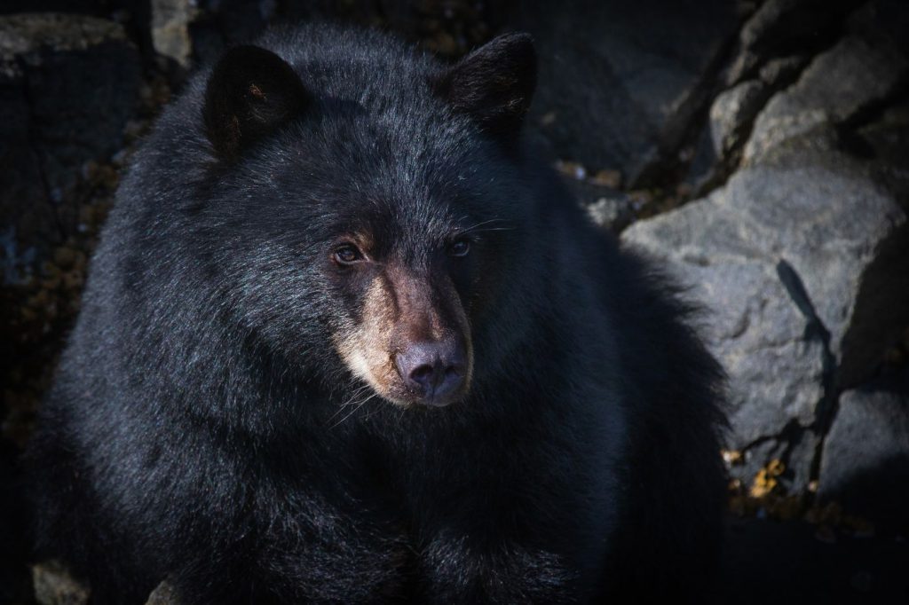 biodiversidad mexicana animales en peligro de