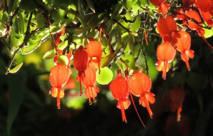 biodiversidad mexicana fauna y flora de la selva tropical
