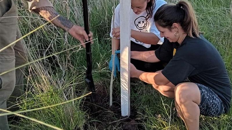 biodiversidad mexicana reforestacion y su impacto ecologico