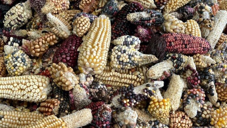 Biodiversidad Mexicana: Teocintle, el Ancestro del Maíz