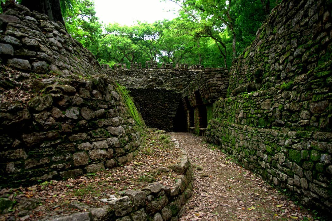 biodiversidad mexicana valor y conservacion de especies