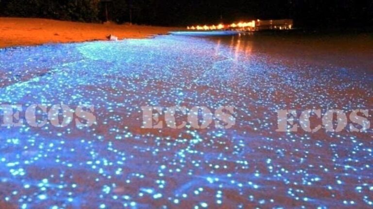 Bioluminiscencia: Qué es y ejemplos asombrosos con fotos