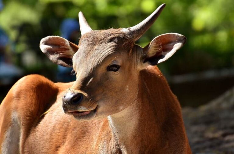 Bisonte blanco: Nace en Yellowstone una cría sagrada y rara