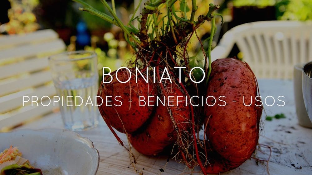 boniato propiedades beneficios contraindicaciones y mas