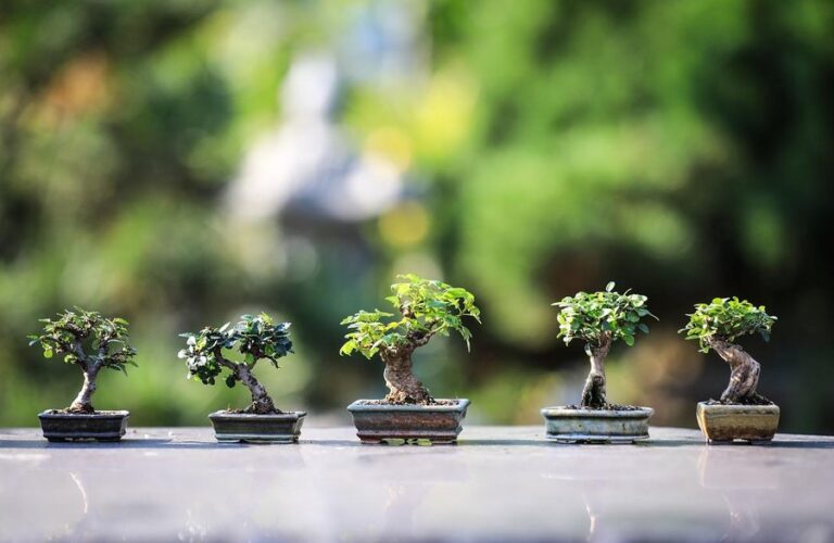 Bonsái Ficus: Cuidados esenciales para tu Ginseng o Retusa