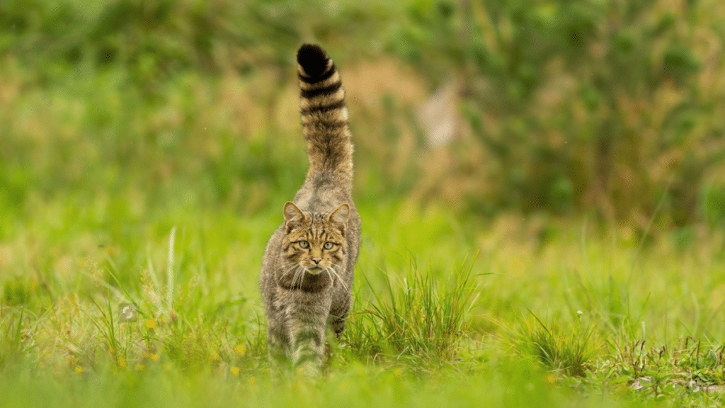 bosque de noruega gato caracteristicas fascinantes y fotos