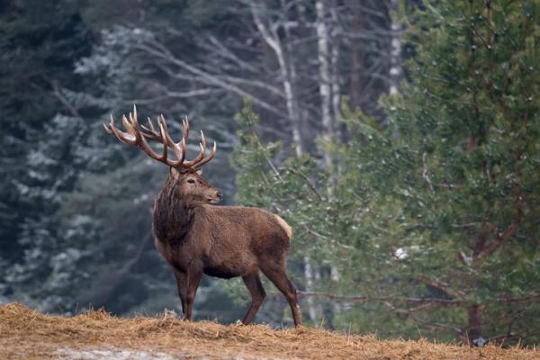 Bosques: 12 Animales Fascinantes que Debes Conocer