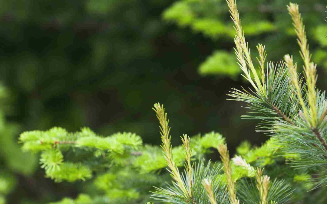 Bosques de coníferas: características, flora y fauna diversa