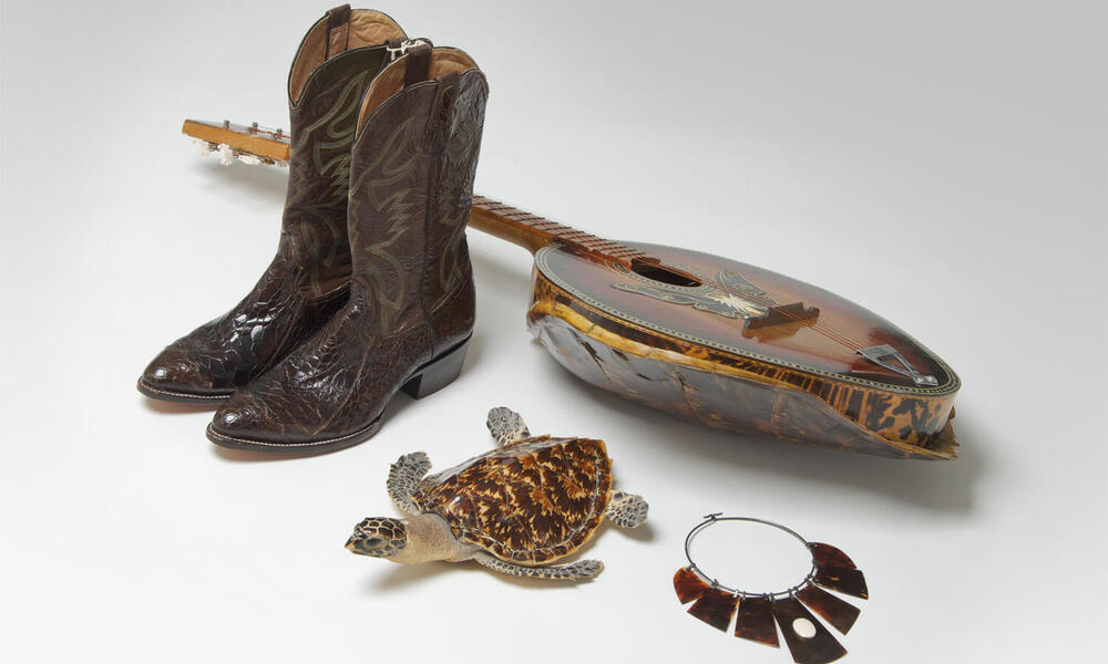 botas de tortuga caguama arte y significado en artesanias 1