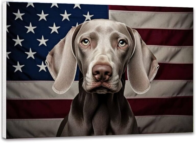 Braco de Weimar: Descubre todo sobre los perros weimaraner