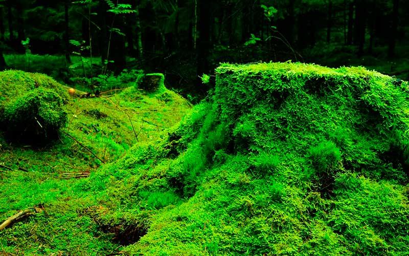 briofitas ejemplos y caracteristicas de plantas briofitas