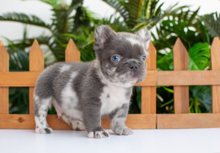 Bulldog francés fluffy: el perro ideal para tu hogar