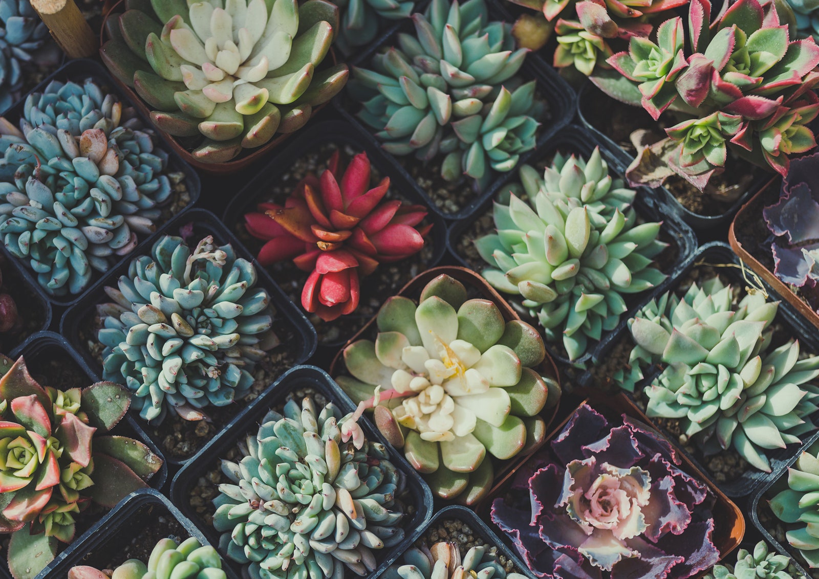 Buscas variedades de suculentas para decorar tu hogar