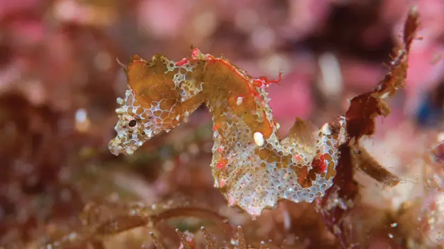 Caballito de mar pigmeo: Nueva especie descubierta en África