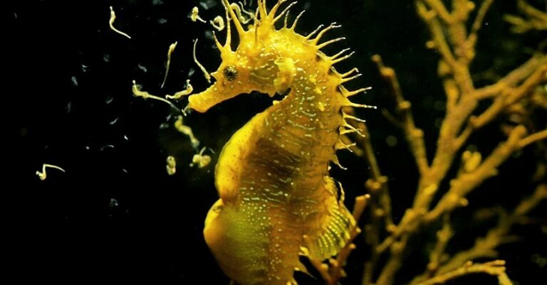 Caballitos de mar: Descubre su interesante reproducción