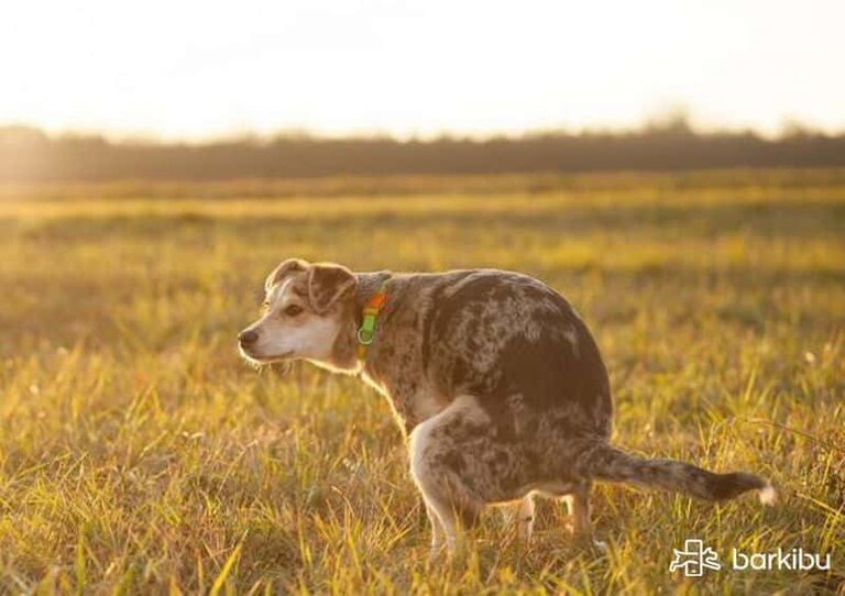 Cacas blancas en perros: Causas y qué hacer al respecto