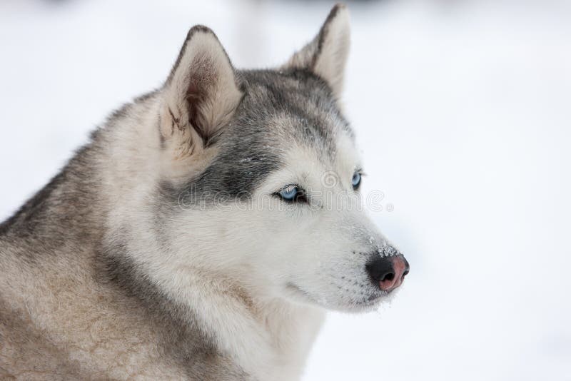 cachorros huskies por que tienen ojos azules los huskies