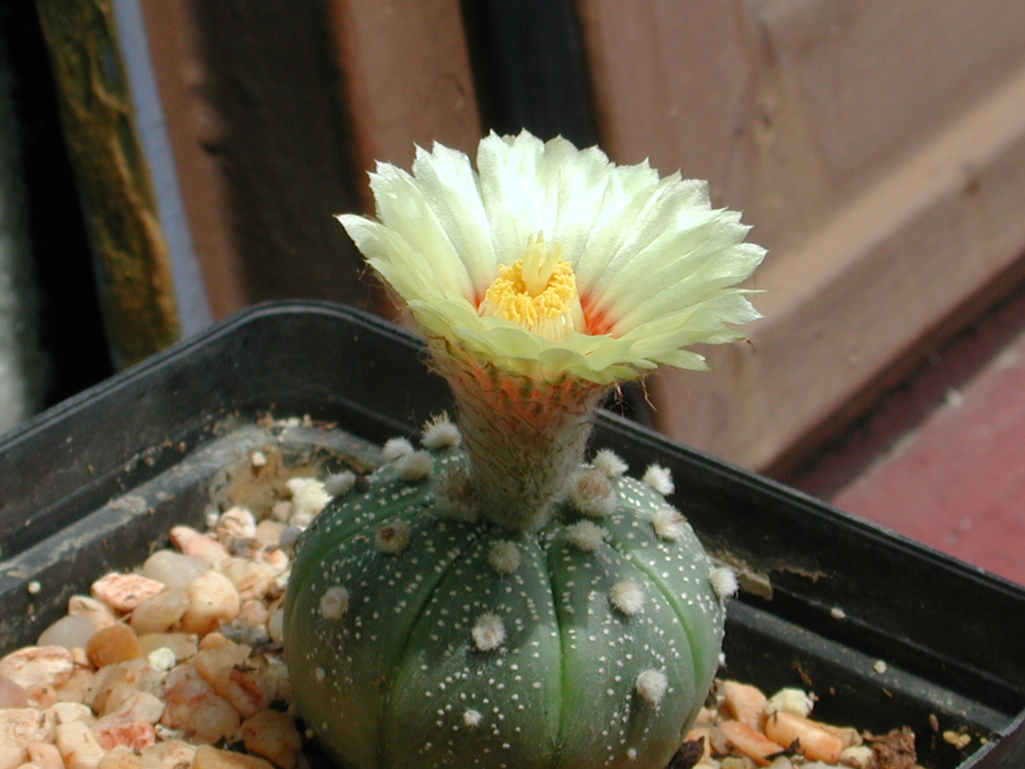 Cactácea sin espinas de la especie Astrophytum Asterias