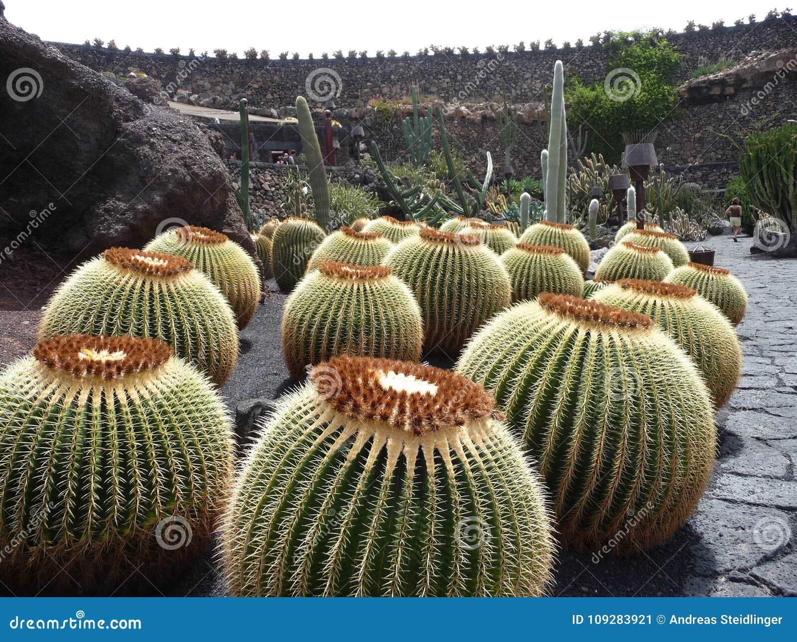 Cuál es la tasa de crecimiento del Cactus Asiento de Suegra 2 cactus asiento