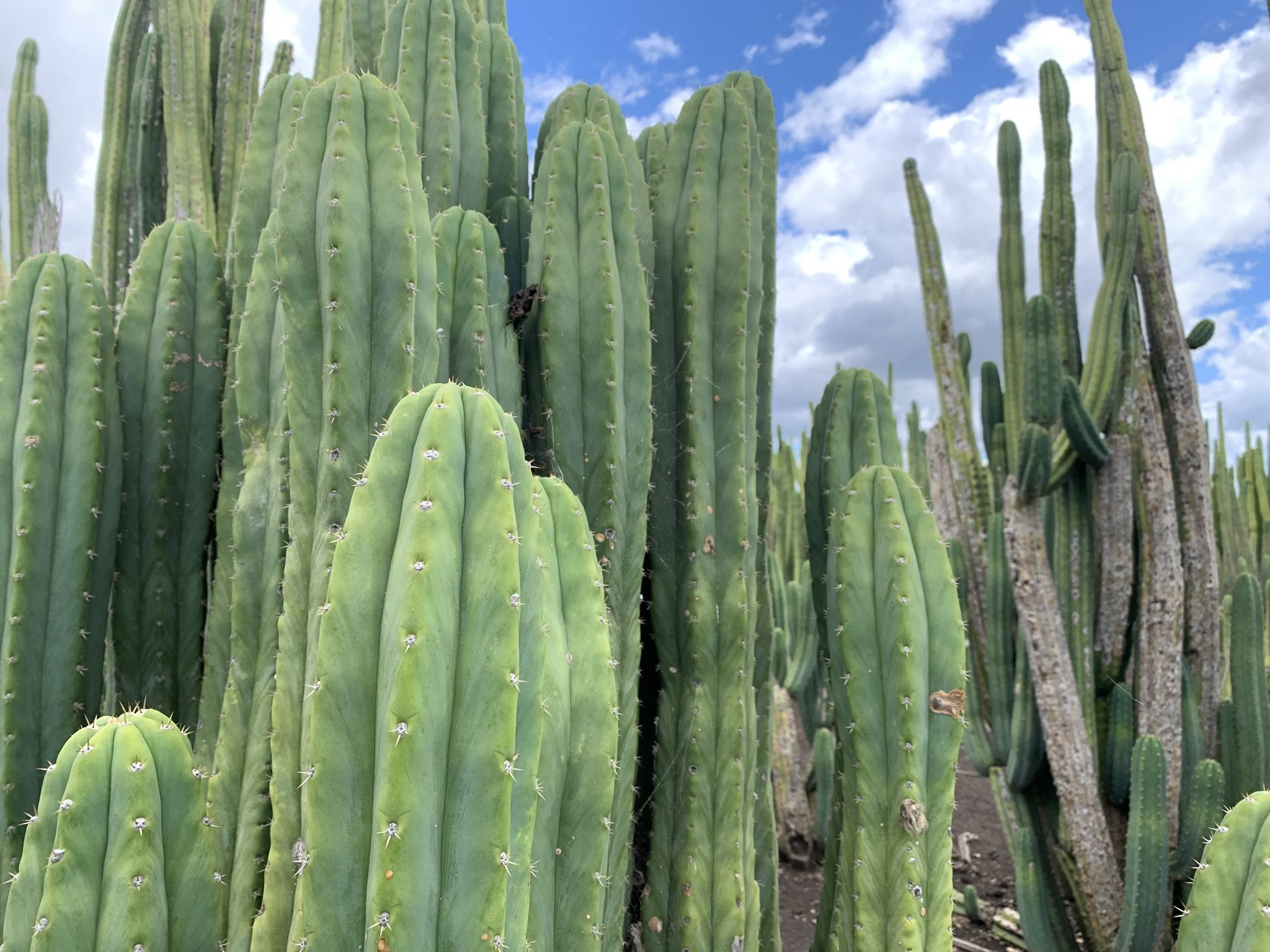 cactus san