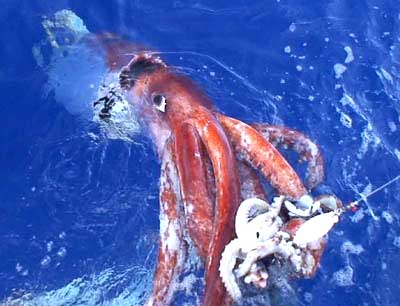 calamares gigantes que sucede en la lucha entre tiburones y presas