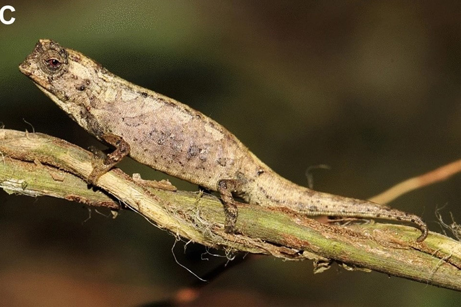 camaleon descubren la nueva especie mas pequena del planeta