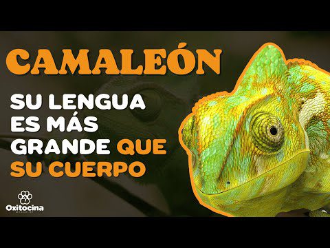 Camaleón: El Maestro del Cambio en Color y Adaptación