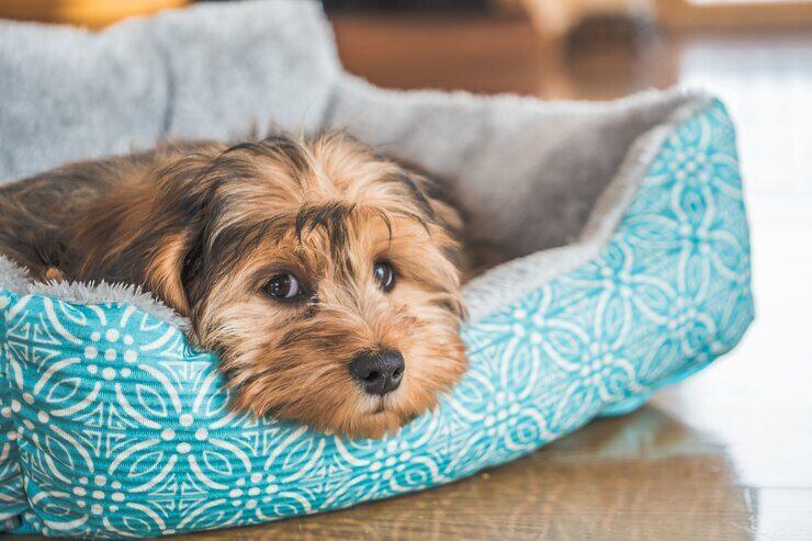 Camas para perros: Descubre las mejores opciones del mercado