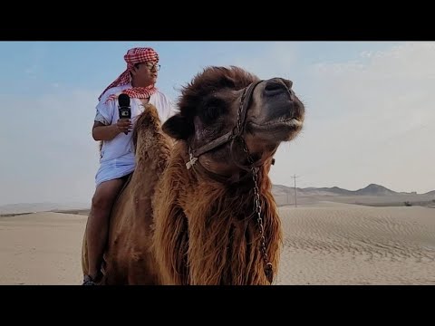 Camello de Arabia: El dromedario y su vida en el desierto
