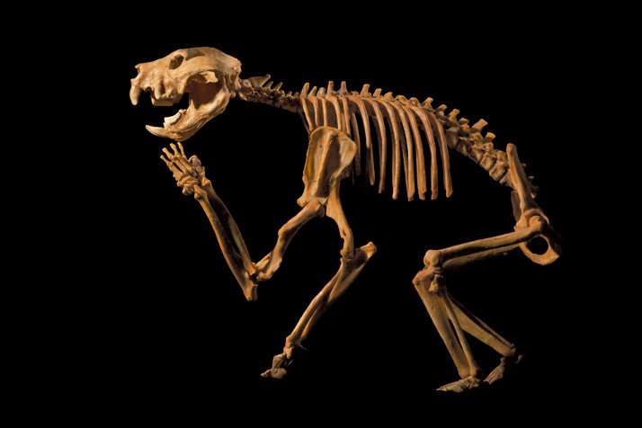 Canguro recién nacido: El asombroso proceso de su nacimiento