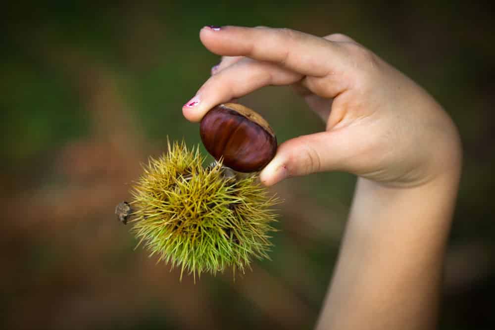 castanas que son descubre 5 tipos de castanas deliciosas