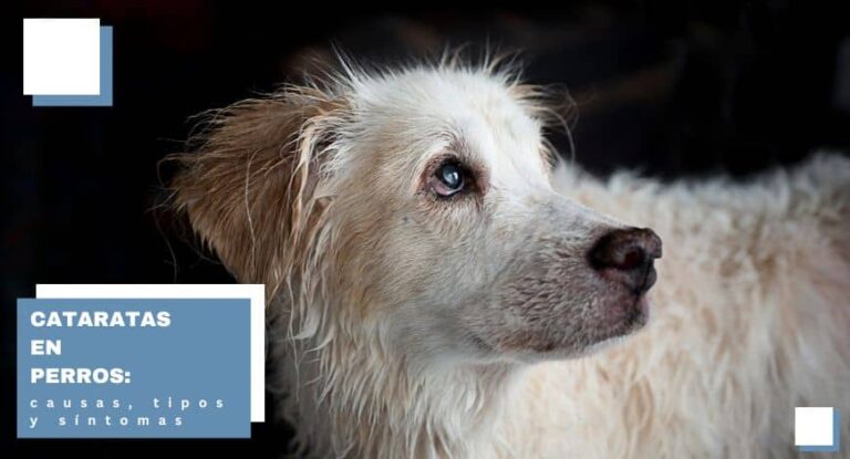 Cataratas en perros: síntomas, causas y tratamiento efectivo