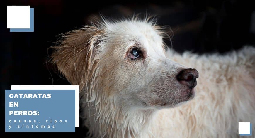 cataratas en perros sintomas causas y tratamiento efectivo