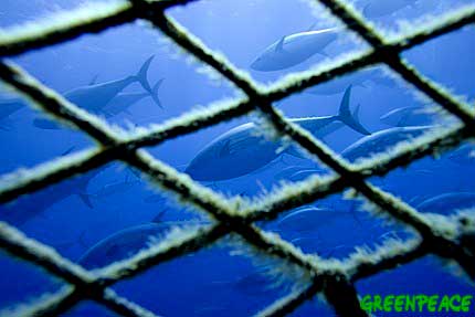 celacanto el enigmatico habitante de los oceanos antiguos