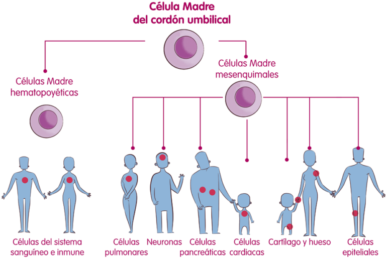 Célula madre: Descubre su potencial en medicina regenerativa