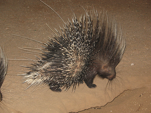 Cerdos Hormigueros: Conociendo al Orycteropus Afer