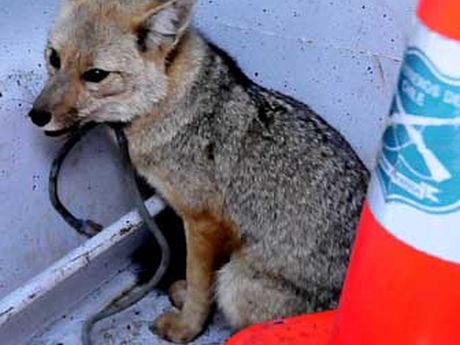 Chacales: qué sabemos del primer canino hallado en 150 años