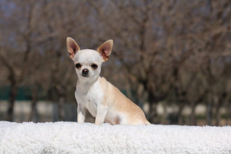 Chihuahua perro: Características, tipos y cuidados con FOTOS