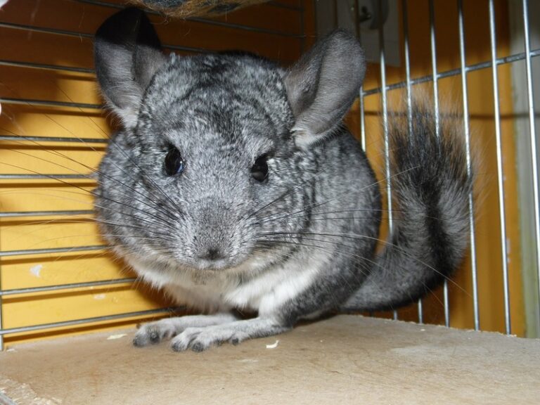 Chinchillas como mascotas: Todo sobre su cuidado y bienestar